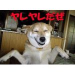 (　＞д＜)、.・へェｯｸｼ！