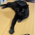 黒猫みぃこ