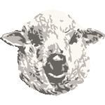 Lamb