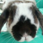 リョン