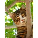 chats
