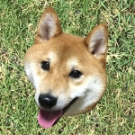 しばふぃぬ