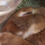 userPhoto