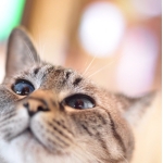 ローセン