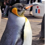 kiri