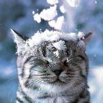 ぎがこ