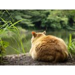 水猫