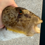 サソリG
