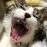 あっちゃん