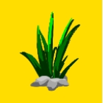 ニラ七
