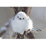ダァスちょこ