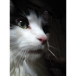 きりん