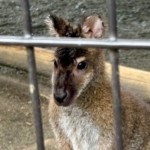 曽村チセ