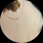 ちらみぅ|ᴥΦ^ฅ