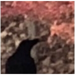 カラス男