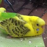 ロクノ