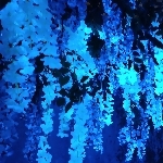 userPhoto
