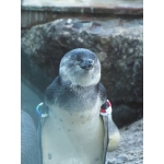 userPhoto