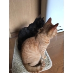 ナカダ