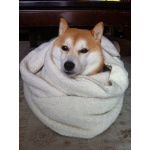 白い家のそら