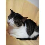 ぽっけ
