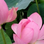userPhoto