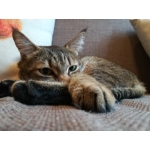 ぼく、よしえもん