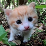 感動猫動画