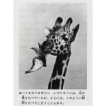 鳩を喰らう者