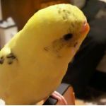 ちゅん