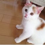 たすこ。