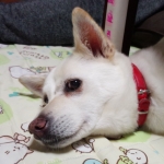 須藤コーイチ
