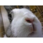 伯爵