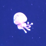 userPhoto