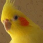 とりとりあたま