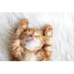 きなこ