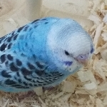 userPhoto