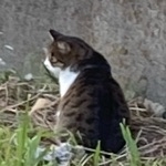 ちゃーあまん