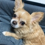 ヒロちゃん