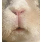 ポチ