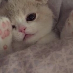 userPhoto