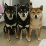 BLACKPINK