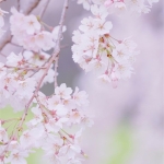 userPhoto