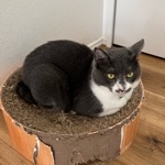 kiyu