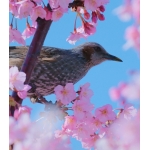 userPhoto