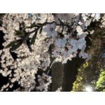 userPhoto