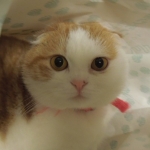 yoko tada