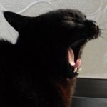 りょか