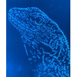 Dinodon