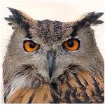 M-FalconSky
